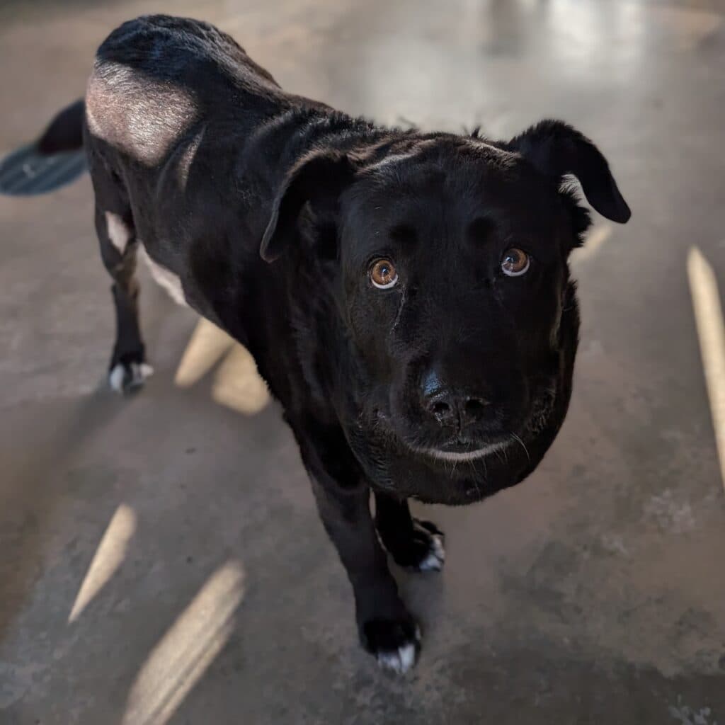 Polly - In Transition